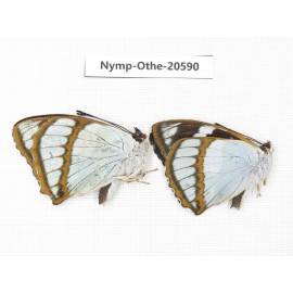 Mimathyma schrenckii ssp. China, Heilongjiang, Mudanjiang. 2M. Nymp-Othe-20590.