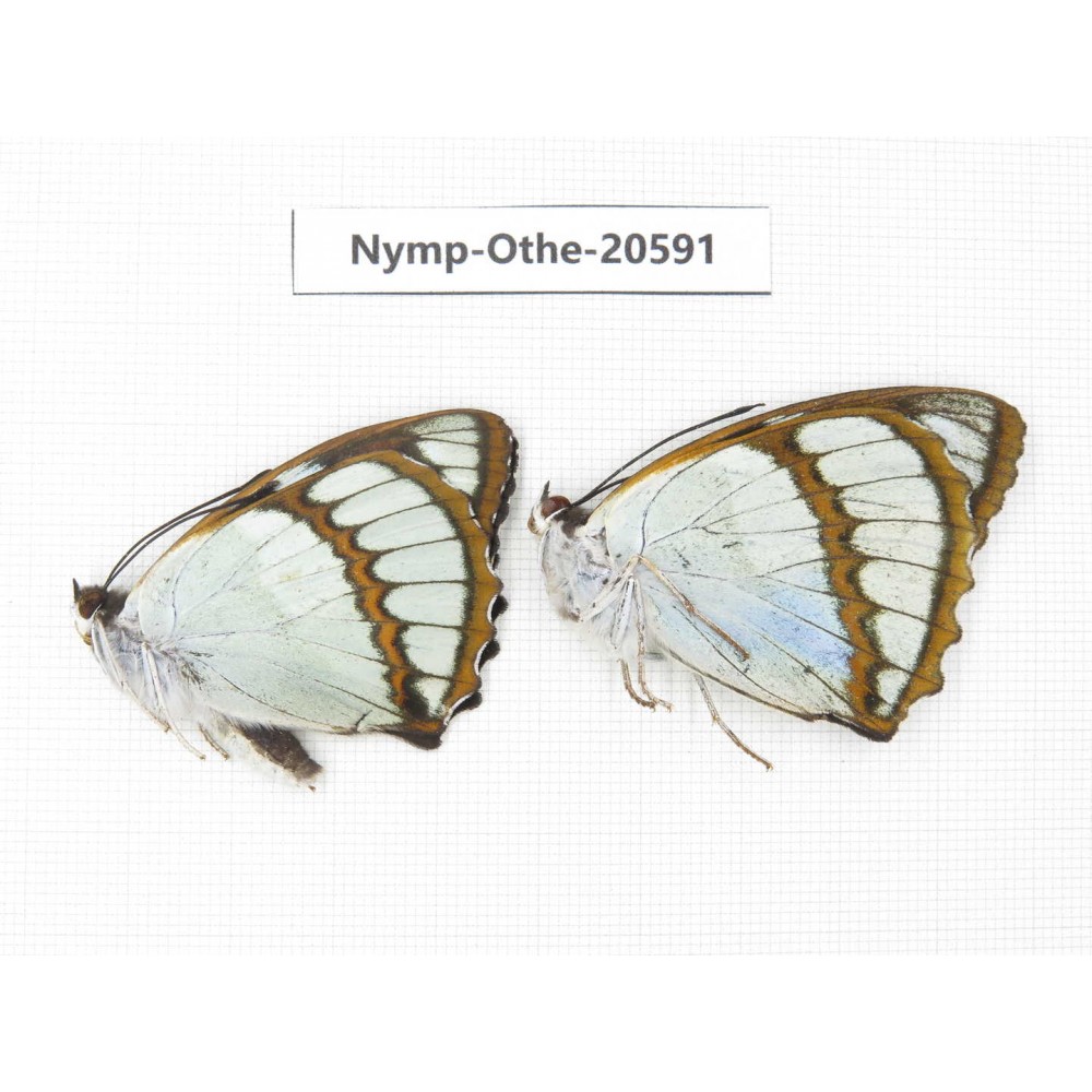 Mimathyma schrenckii ssp. China, Heilongjiang, Mudanjiang. 2M. Nymp-Othe-20591.