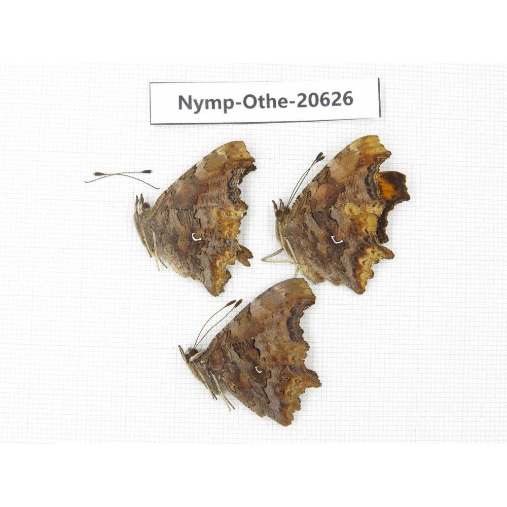 Polygonia c-album ssp. China, Heilongjiang, Mudanjiang. 3M. Nymp-Othe-20626.