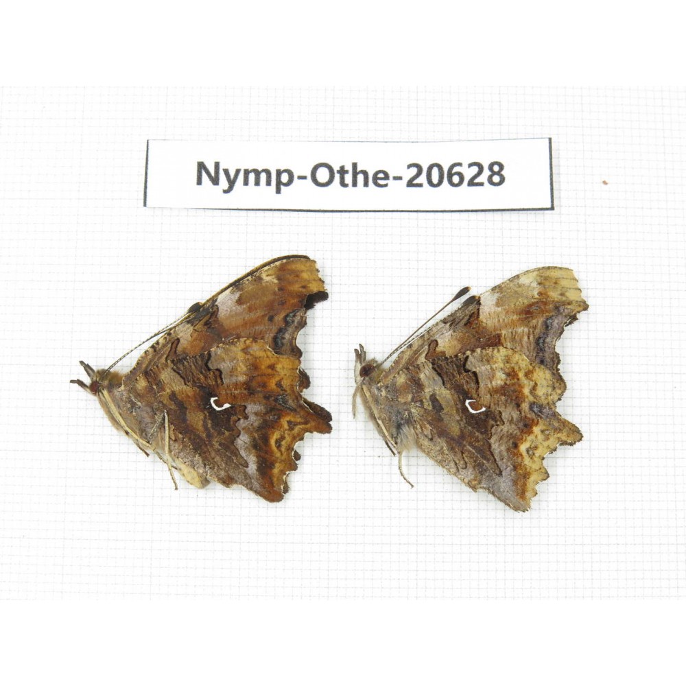 Polygonia c-album ssp. China, Heilongjiang, Mudanjiang. 2M. Nymp-Othe-20628.