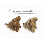 Polygonia c-album ssp. China, Heilongjiang, Mudanjiang. 2M. Nymp-Othe-20628.