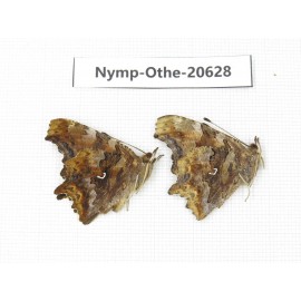Polygonia c-album ssp. China, Heilongjiang, Mudanjiang. 2M. Nymp-Othe-20628.