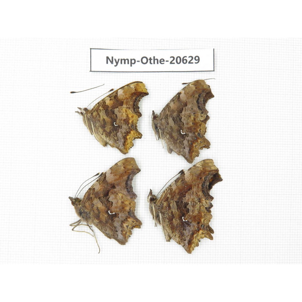 Polygonia c-album ssp. China, Heilongjiang, Mudanjiang. 4M. Nymp-Othe-20629.