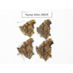 Polygonia c-album ssp. China, Heilongjiang, Mudanjiang. 4M. Nymp-Othe-20629.