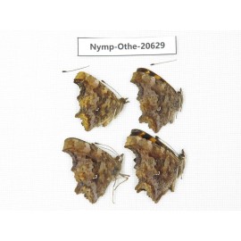 Polygonia c-album ssp. China, Heilongjiang, Mudanjiang. 4M. Nymp-Othe-20629.