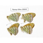 Argynnis paphia ssp. China, Heilongjiang, Mudanjiang. 4M. Nymp-Othe-20644.