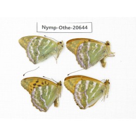Argynnis paphia ssp. China, Heilongjiang, Mudanjiang. 4M. Nymp-Othe-20644.