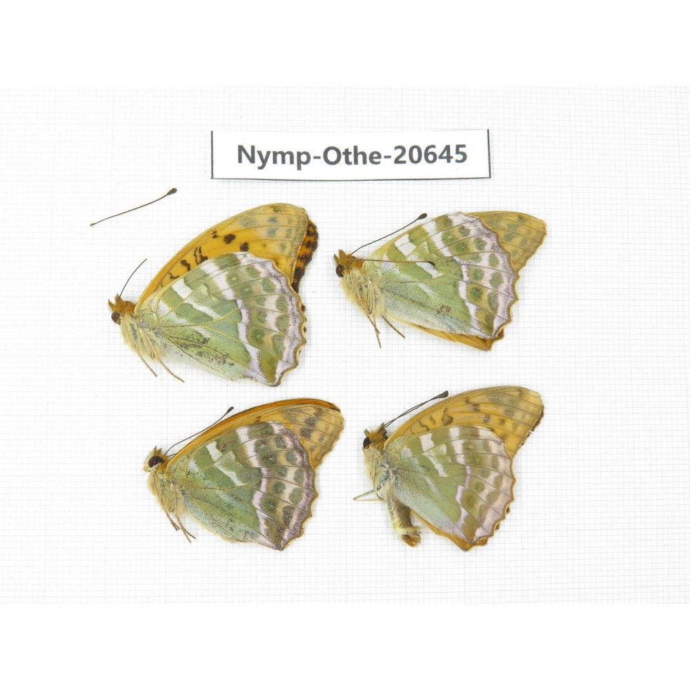 Argynnis paphia ssp. China, Heilongjiang, Mudanjiang. 4M. Nymp-Othe-20645.