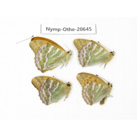 Argynnis paphia ssp. China, Heilongjiang, Mudanjiang. 4M. Nymp-Othe-20645.