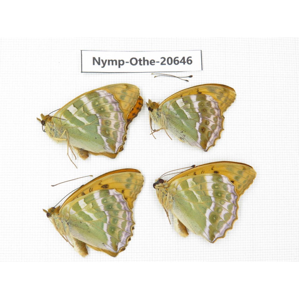 Argynnis paphia ssp. China, Heilongjiang, Mudanjiang. 4M. Nymp-Othe-20646.