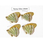 Argynnis paphia ssp. China, Heilongjiang, Mudanjiang. 4M. Nymp-Othe-20646.