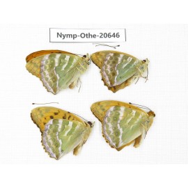 Argynnis paphia ssp. China, Heilongjiang, Mudanjiang. 4M. Nymp-Othe-20646.