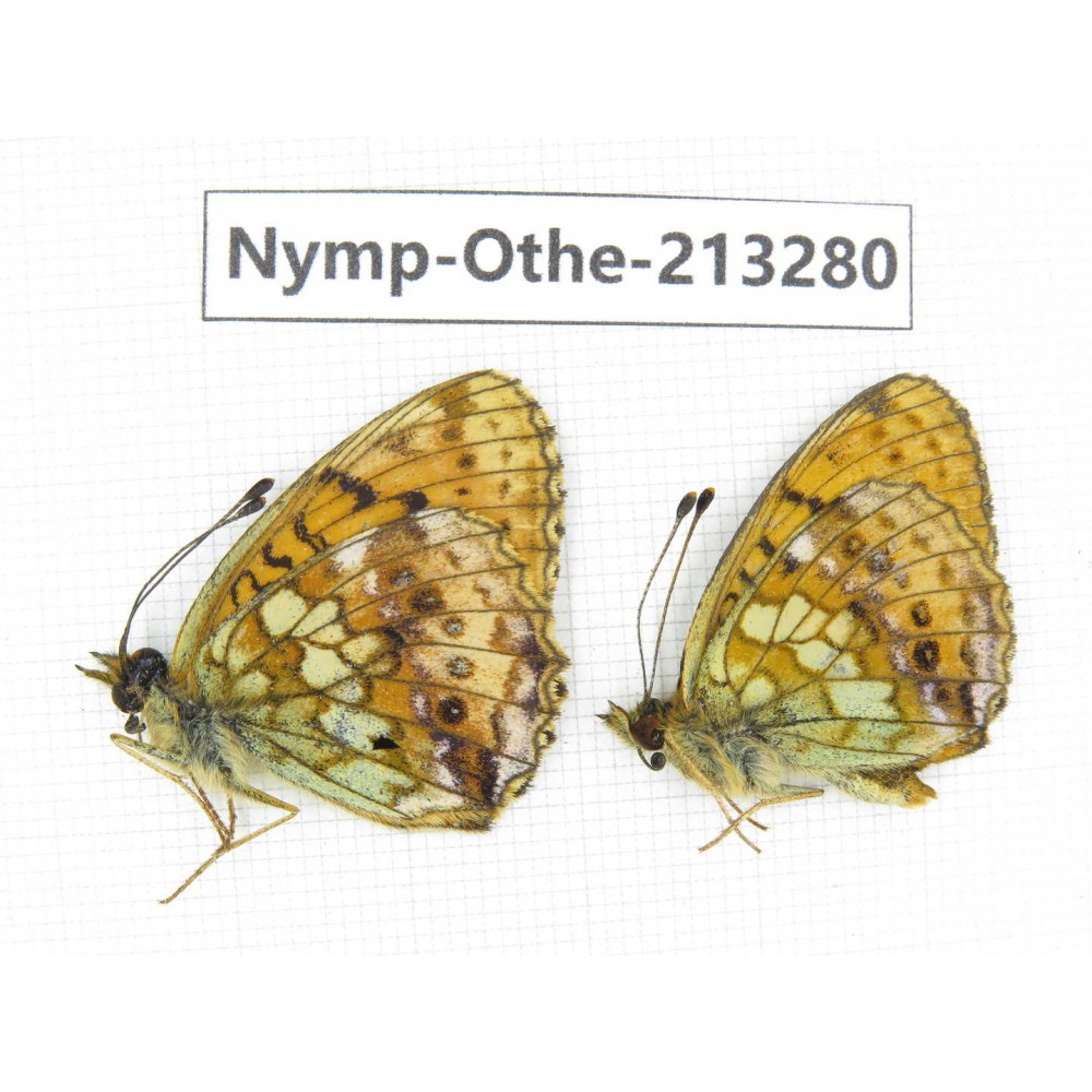 Brenthis ino. China, Heilongjiang, Mudanjiang. 2M. Nymp-Othe-213280.