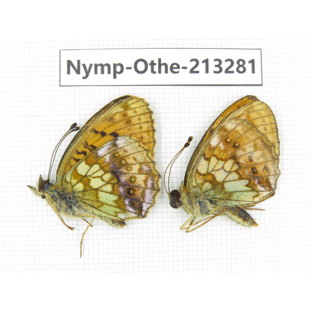 Brenthis ino. China, Heilongjiang, Mudanjiang. 2M. Nymp-Othe-213281.