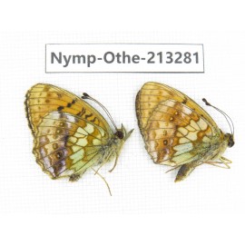 Brenthis ino. China, Heilongjiang, Mudanjiang. 2M. Nymp-Othe-213281.