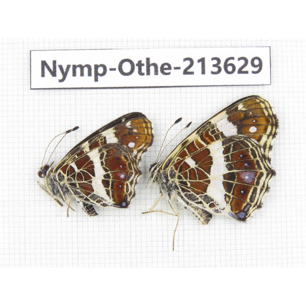 Arasschnia levana ssp. China, Heilongjiang, Mudanjiang. 1P. Nymp-Othe-213629.