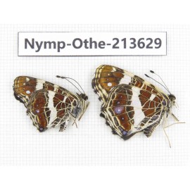 Arasschnia levana ssp. China, Heilongjiang, Mudanjiang. 1P. Nymp-Othe-213629.