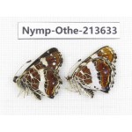Arasschnia levana ssp. China, Heilongjiang, Mudanjiang. 1P. Nymp-Othe-213633.