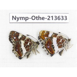 Arasschnia levana ssp. China, Heilongjiang, Mudanjiang. 1P. Nymp-Othe-213633.