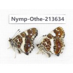 Arasschnia levana ssp. China, Heilongjiang, Mudanjiang. 1P. Nymp-Othe-213634.