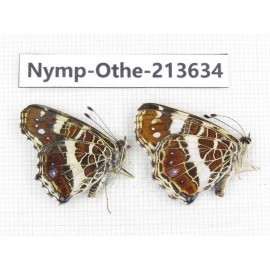 Arasschnia levana ssp. China, Heilongjiang, Mudanjiang. 1P. Nymp-Othe-213634.