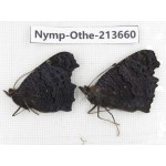 Inachis io. China, Heilongjiang, Mudanjiang. 1P. Nymp-Othe-213660.