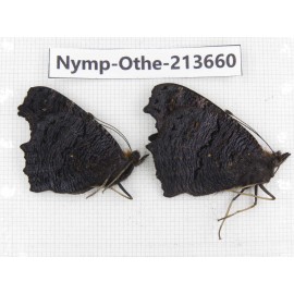 Inachis io. China, Heilongjiang, Mudanjiang. 1P. Nymp-Othe-213660.