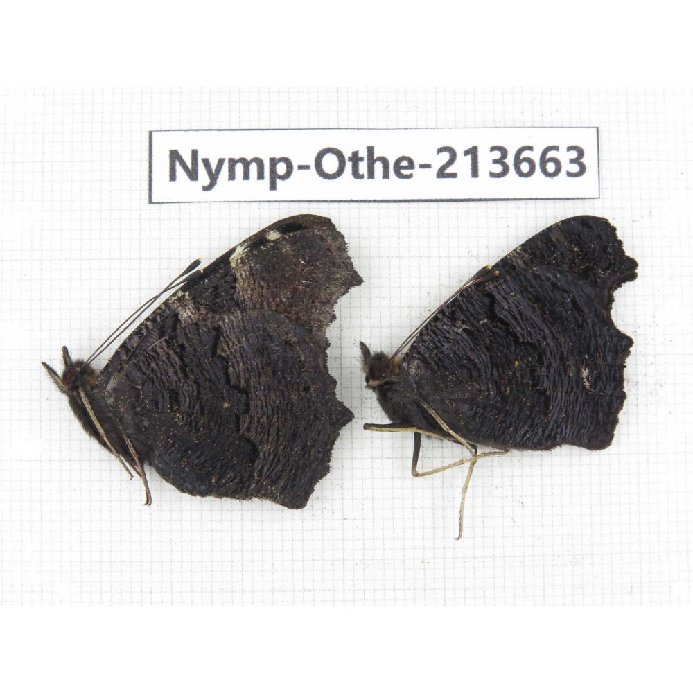 Inachis io. China, Heilongjiang, Mudanjiang. 1P. Nymp-Othe-213663.