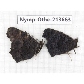 Inachis io. China, Heilongjiang, Mudanjiang. 1P. Nymp-Othe-213663.