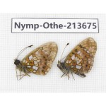 Clossiana perryi. China, Heilongjiang, Mudanjiang. 2M. Nymp-Othe-213675.