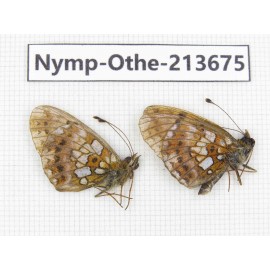 Clossiana perryi. China, Heilongjiang, Mudanjiang. 2M. Nymp-Othe-213675.