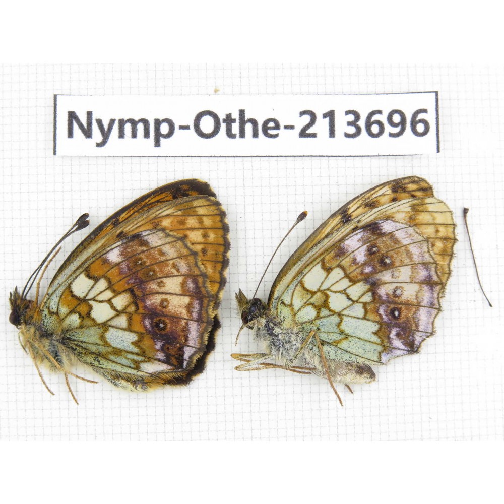 Brenthis ino. China, Heilongjiang, Mudanjiang. 1P. Nymp-Othe-213696.