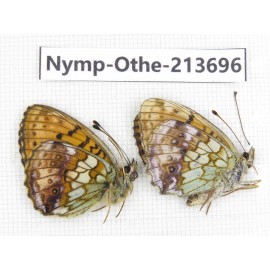 Brenthis ino. China, Heilongjiang, Mudanjiang. 1P. Nymp-Othe-213696.
