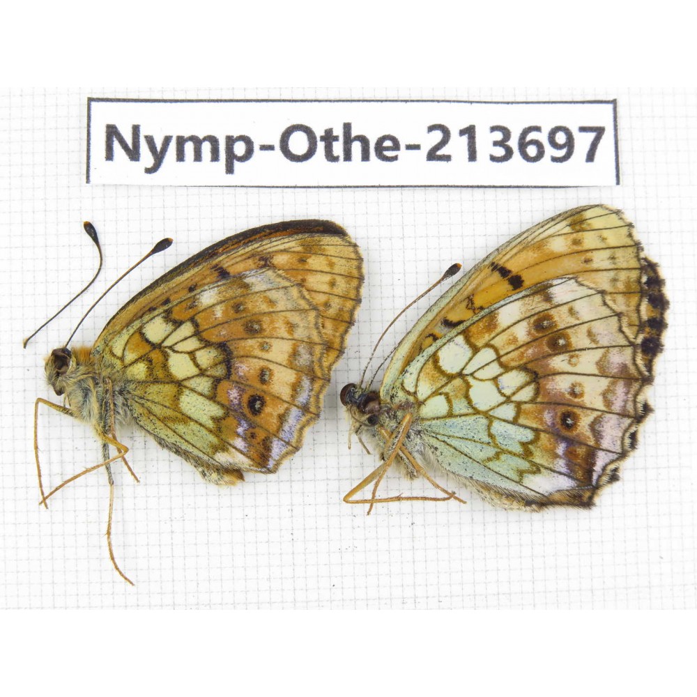Brenthis ino. China, Heilongjiang, Mudanjiang. 1P. Nymp-Othe-213697.