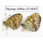 Brenthis ino. China, Heilongjiang, Mudanjiang. 1P. Nymp-Othe-213697.