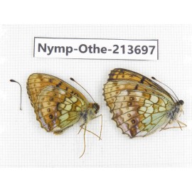 Brenthis ino. China, Heilongjiang, Mudanjiang. 1P. Nymp-Othe-213697.