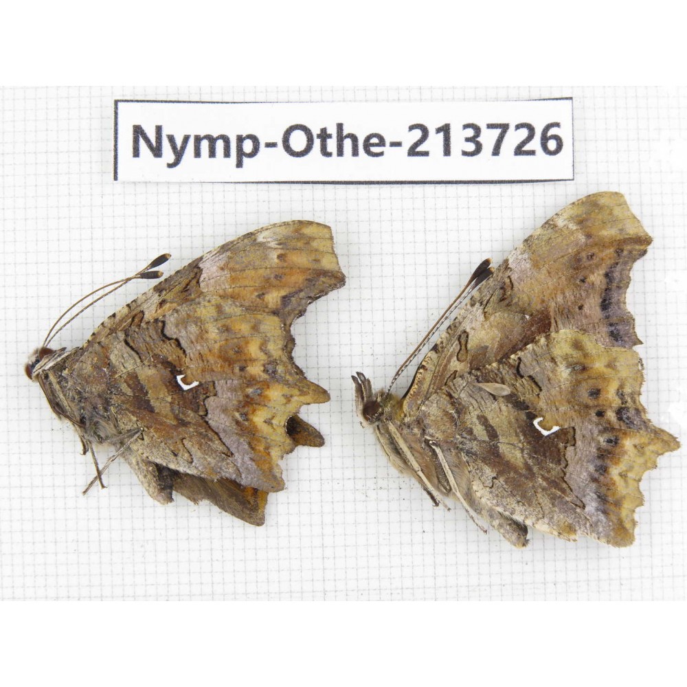 Polygonia c-album ssp. China, Heilongjiang, Mudanjiang. 2M. Nymp-Othe-213726.