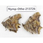 Polygonia c-album ssp. China, Heilongjiang, Mudanjiang. 2M. Nymp-Othe-213726.