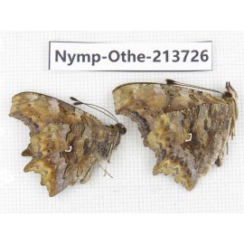 Polygonia c-album ssp. China, Heilongjiang, Mudanjiang. 2M. Nymp-Othe-213726.