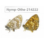 Melitaea arcesia ssp. China, Heilongjiang, Mudanjiang. 1P. Nymp-Othe-214222.