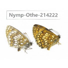 Melitaea arcesia ssp. China, Heilongjiang, Mudanjiang. 1P. Nymp-Othe-214222.