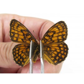 Melitaea arcesia ssp. China, Heilongjiang, Mudanjiang. 1P. Nymp-Othe-214222.