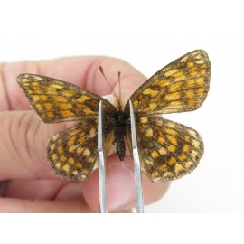 Melitaea arcesia ssp. China, Heilongjiang, Mudanjiang. 1P. Nymp-Othe-214222.