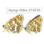 Melitaea phoebe ssp. China, Heilongjiang, Mudanjiang. 1P. Nymp-Othe-214235.