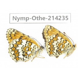Melitaea phoebe ssp. China, Heilongjiang, Mudanjiang. 1P. Nymp-Othe-214235.