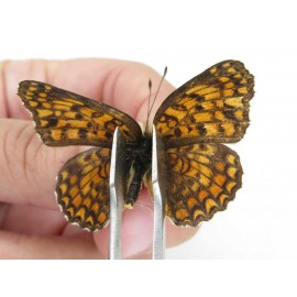 Melitaea phoebe ssp. China, Heilongjiang, Mudanjiang. 1P. Nymp-Othe-214235.