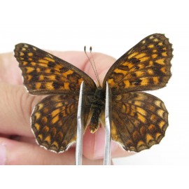 Melitaea phoebe ssp. China, Heilongjiang, Mudanjiang. 1P. Nymp-Othe-214235.
