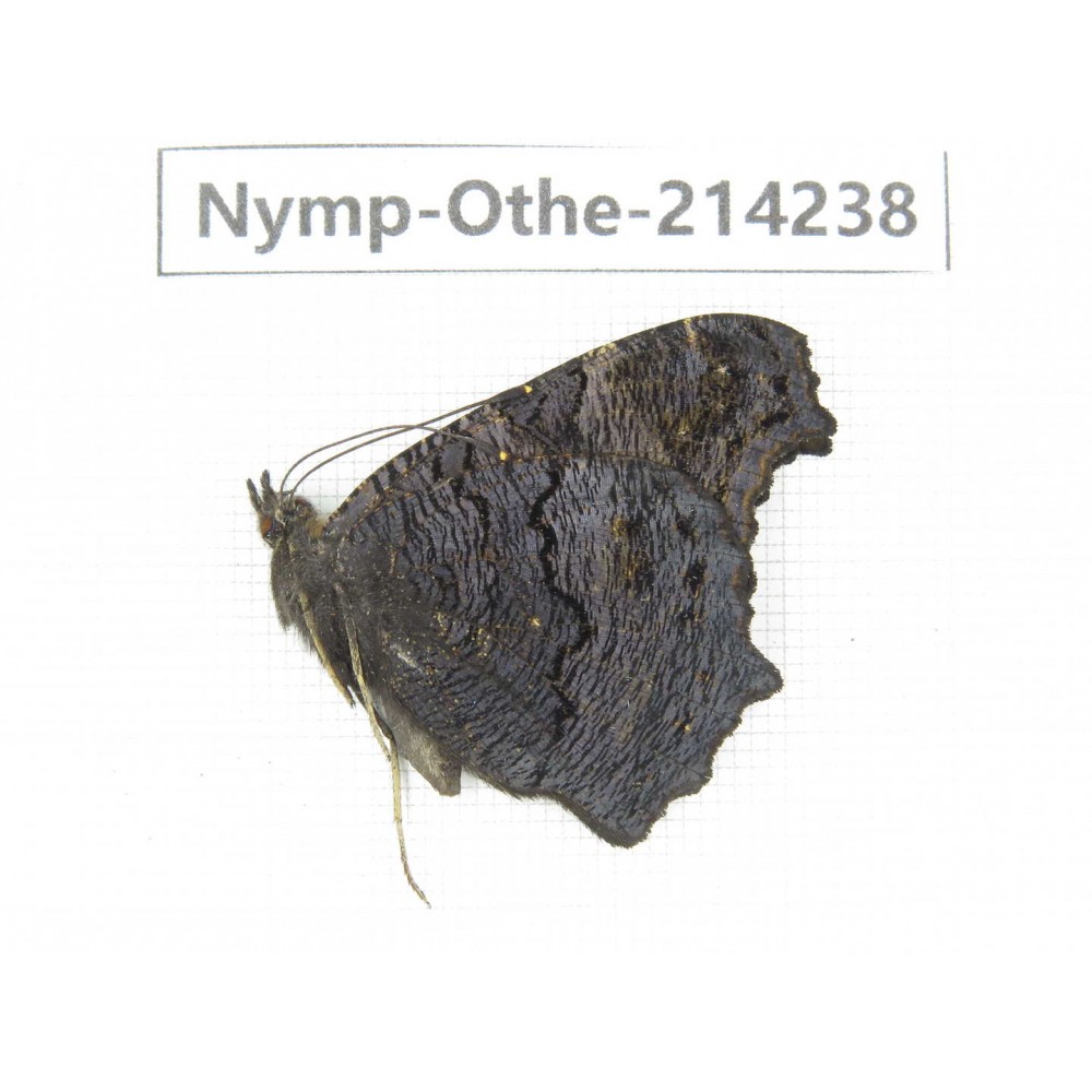 Inachis io. China, Heilongjiang, Mudanjiang. 1F. Nymp-Othe-214238.