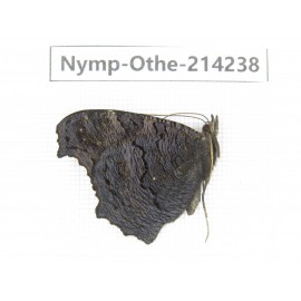 Inachis io. China, Heilongjiang, Mudanjiang. 1F. Nymp-Othe-214238.