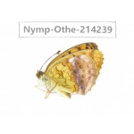 Brenthis daphne ssp. China, Heilongjiang, Mudanjiang. 1M. Nymp-Othe-214239.